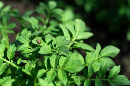 Colorado beetles eat potato crop in the garden.の写真素材