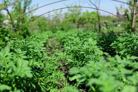 garden with potatoes planted in rows. Agriculture concept.の写真素材