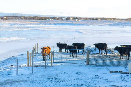 Farm in winter in a small town in iceland. Cows walking in the snow.