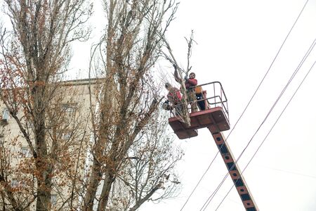 Workers in the municipal utilities cut tree branches. Trimming tree branches interfering with power wires.のeditorial素材