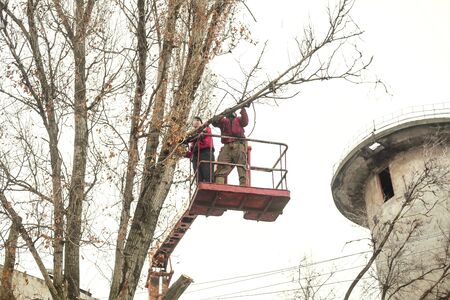 Workers in the municipal utilities cut tree branches. Trimming tree branches interfering with power...