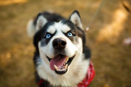 Portrait of gorgeous dog breeds husky in summer day.