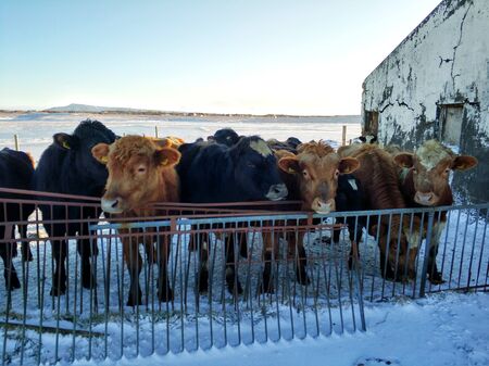 Horse farm in iceland in winterの写真素材