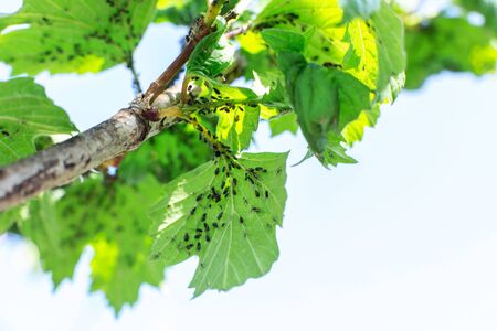 Aphid eats leaves of a tree. Tree disease.の写真素材