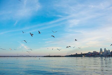 A flock of seagulls on the banks of the city river