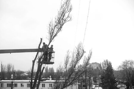 Workers in the municipal utilities cut tree branches. Trimming tree branches interfering with power wires.のeditorial素材
