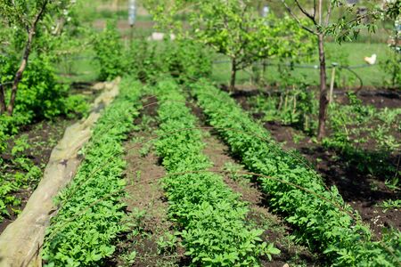 garden with potatoes planted in rows. Agriculture concept.の写真素材
