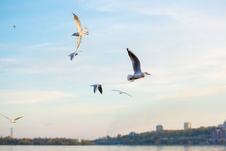A flock of seagulls on the banks of the city riverの写真素材