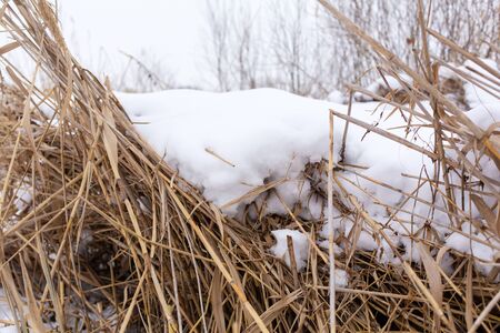 Winter, field with dry grass covered with white snow.の写真素材