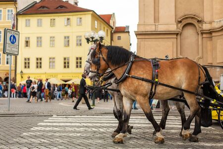 Carts with horses in the square of the old town of Prague.の写真素材