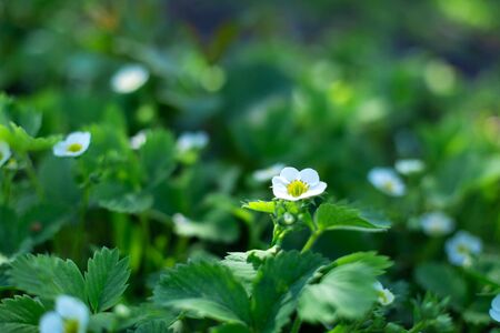 blooming flowers on strawberry bushes in the garden.