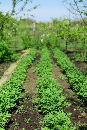 garden with potatoes planted in rows. Agriculture concept.の写真素材