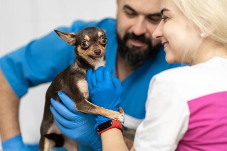 Professional veterinary examination of a small dog of the Chihuahua breed in a veterinary clinic. Pet health.の写真素材