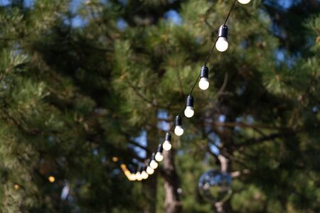 Decoration for an outdoor party. A garland of light bulbs hanging between the trees.
