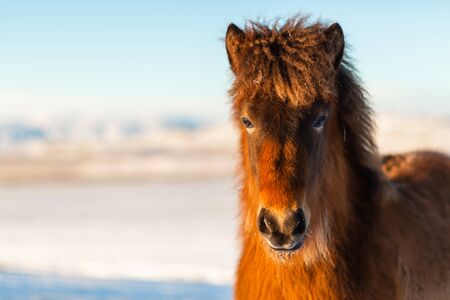 Close-up portrait of an Icelandic horse in winter.の写真素材