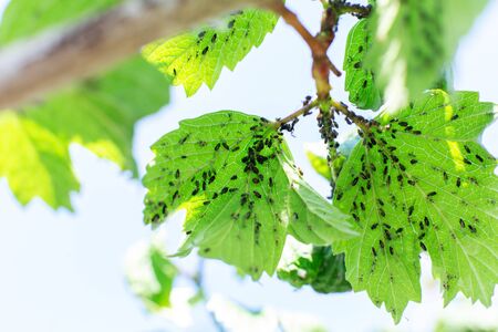 Aphid eats leaves of a tree. Tree disease.