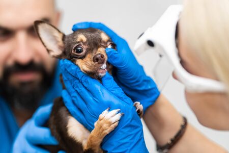 Professional veterinary examination of a dog teeth. Pet health.の写真素材
