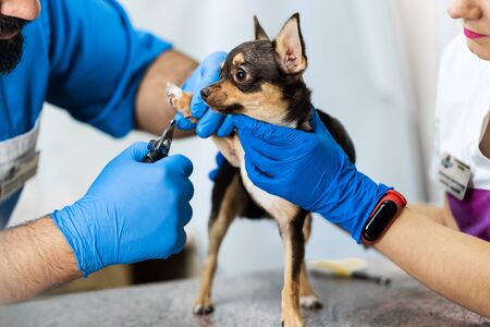 A professional veterinarian cuts the claws of a small dog of the Chihuahua breed on a manipulation table in a medical clinic. Pet care concept.の写真素材