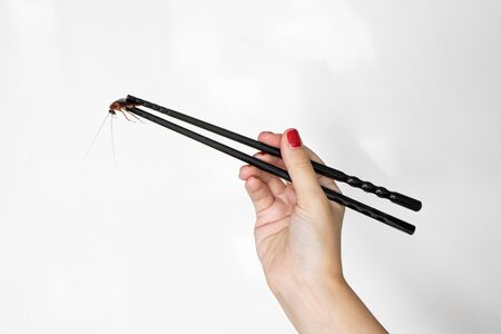 Holds a cockroach with Chinese chopsticks. Insects as food. Exotic weird food conceptの写真素材