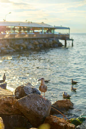 The seagull poses on the rocks by the sea.の写真素材