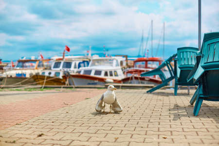 Seagull walks along the embankment of the city in Istanbul.の写真素材