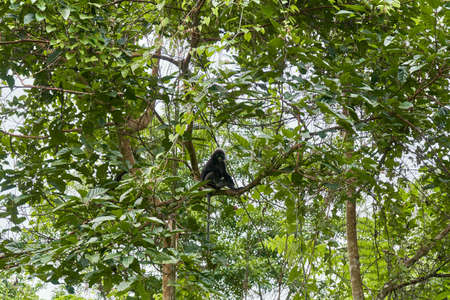A wild monkey of the Langur breed on a tree branch in the dense jungle. Natural habitat.