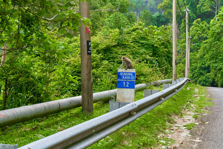 The monkey is sitting on a road sign on the side of the road. Monkeys in Asia.の写真素材