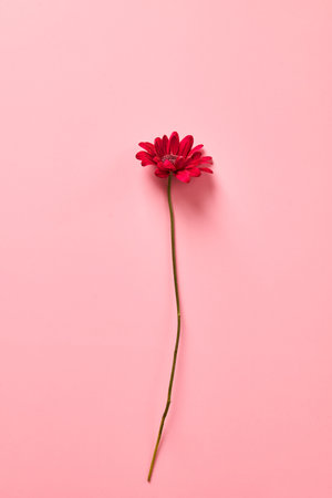 A Red chrysanthemum flower on pink background.の写真素材
