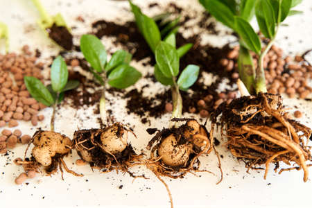 The process of transplanting a home flower into a new pot on a white background.