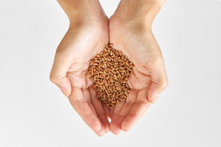 Person hold microgreen seeds wheat in palms against white background.の写真素材