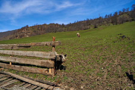 A pig walks on the green lawn of a farm in the mountains.の写真素材