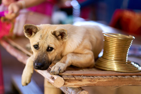 Dog lounging on a bench next to the metal neck rings worn by women of the long-necked tribe. This image celebrates the beauty of cultural traditions and the bond between humans and animals.の写真素材