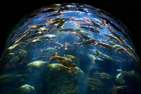 Interior of sea world oceanarium in KL. Glass aquarium with fishの写真素材