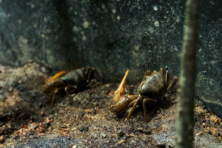 Closeup sand crab digging in the mud.の写真素材