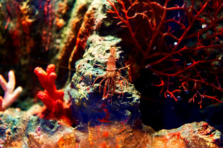 Sea shrimp in the aquarium. Inhabitants of the underwater worldの写真素材