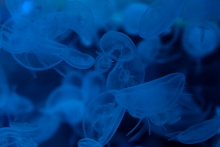 A flock of jellyfish in an aquarium. undersea world.の写真素材