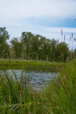 Tall green grass with spikelets on the riverside in the forest. Calm summer weatherの写真素材