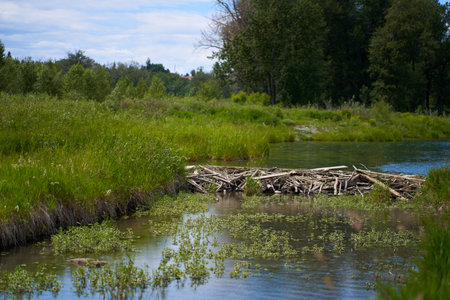 The beaver dam is built on a river in the forest. Calm, sunny summer weatherの写真素材