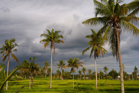 Palm trees in a paddy field against a stormy evening skyの写真素材