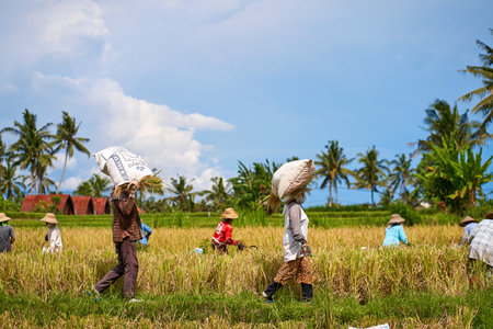 Harvest season in a rice field. An Asian farmer carries a bag of mowed rice on his head. Bali, Indonesia - 03/12/2022のeditorial素材