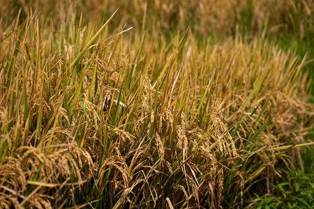 Close-up of ripe rice in a paddy field. Rice plantations on the island of Baliの写真素材