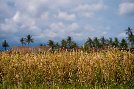 Close-up of ripe rice in a paddy field. Rice plantations on the island of Baliの写真素材