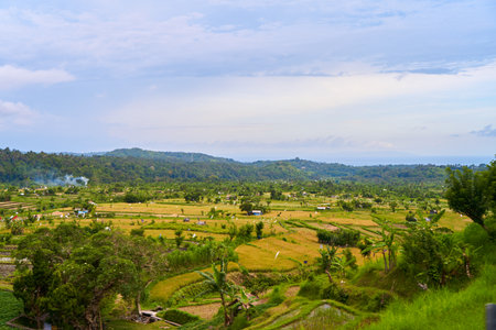 Panorama of the amazing landscape of Asian rice terraces. Palm trees in a rice paddy on the island...