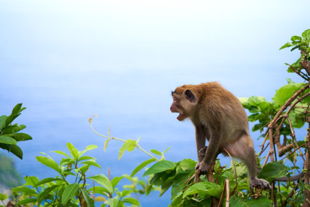 A monkey sits on a tree with a view of the ocean and a cliff on the island of Nusa Penidaの写真素材
