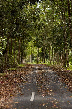 Fallen leaves and branches after a storm lie on an asphalt road in an Asian village on the popular tourist island of Baliの写真素材