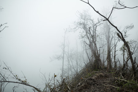 Mystical atmosphere in a destroyed forest on a volcano after an ash eruption. The dead jungle with...