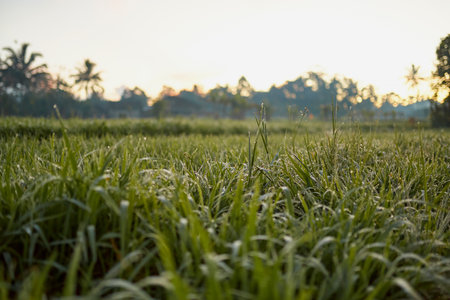 New juicy green rice terraces are covered with morning dew on the popular island of Baliの写真素材