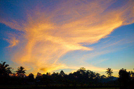 Silhouette of palm and tropical trees against the sunsetの写真素材