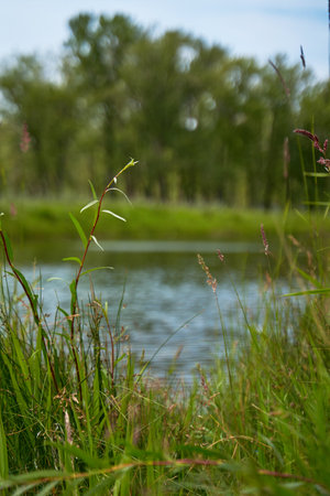 Tall green grass with spikelets on the riverside in the forest. Calm summer weatherの写真素材