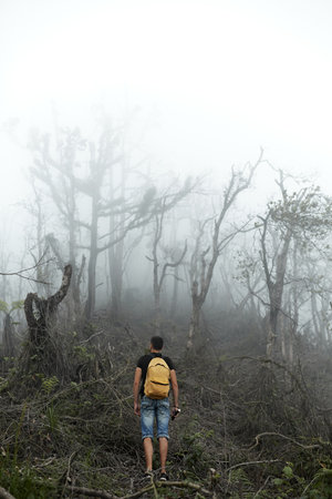 Hiker with backpack climbs through the destroyed forest on volcano after an ash eruption. Dead jungle with bare tree trunks and palm on the mountain is covered with clouds or fog. Mystical atmosphereの写真素材
